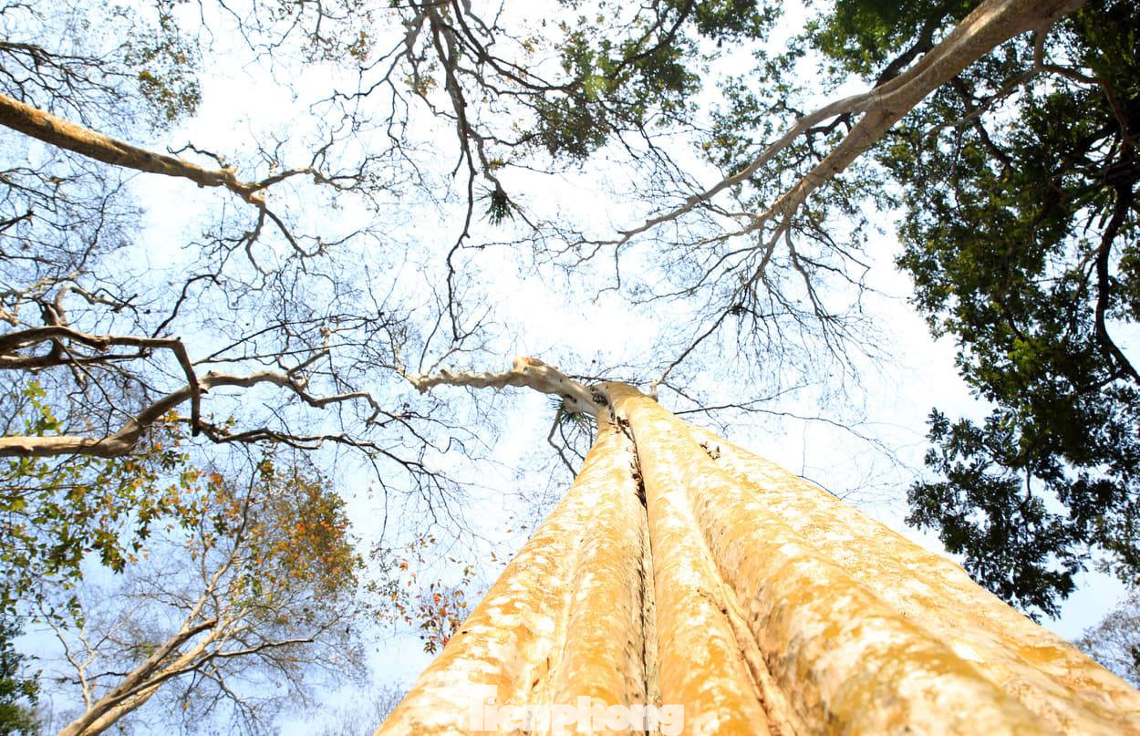 Đẹp 'hút hồn' rừng Săng lẻ nguyên sinh mùa đổ lá ảnh 13