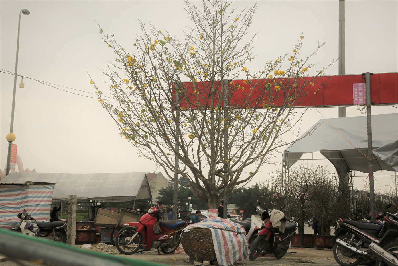 'Cụ mai 'xuống phố được trả giá trăm triệu đồng ở Hà Tĩnh ảnh 10