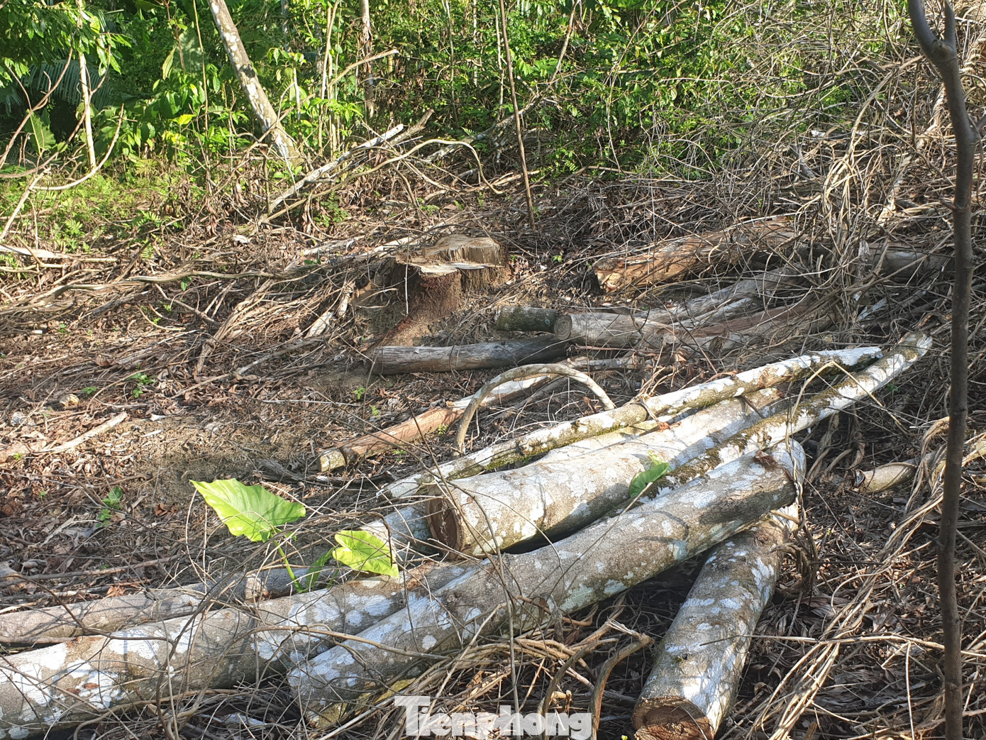 Cận cảnh khu rừng phòng hộ bị bán trái phép ảnh 6