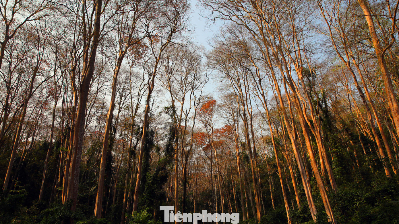 Đẹp 'hút hồn' rừng Săng lẻ nguyên sinh mùa đổ lá ảnh 2