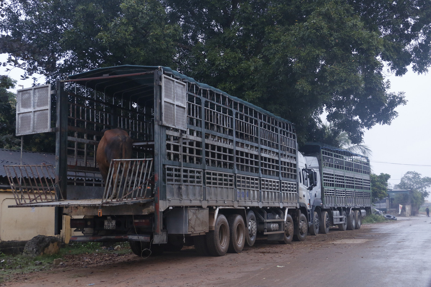 ‘Tất niên’ phiên chợ trâu bò lớn nhất Bắc Trung Bộ ảnh 10