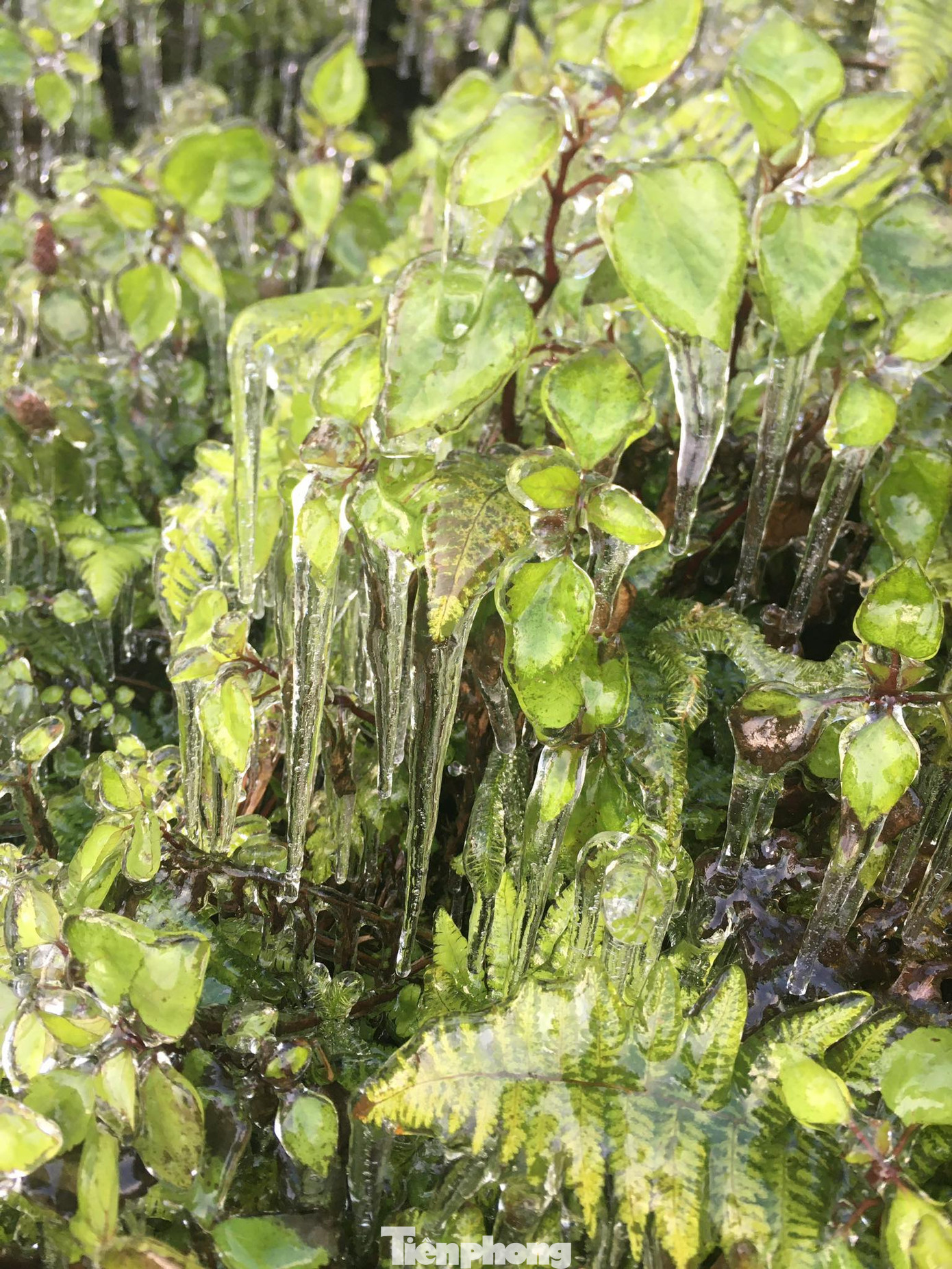 Băng giá phủ trắng xóa rừng cây ngọn cỏ ở miền núi Nghệ An ảnh 6