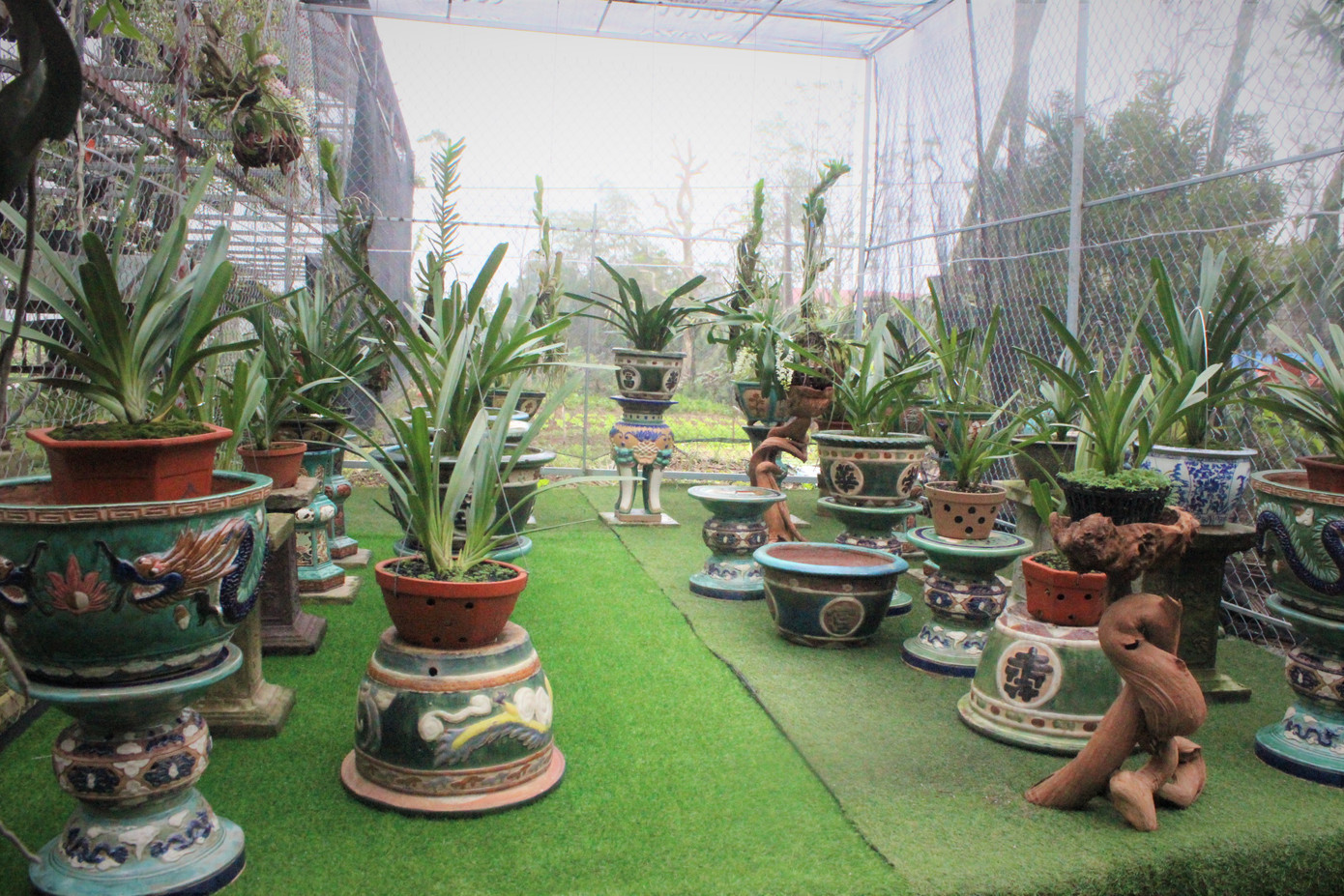 Đã mắt ngắm vườn lan bạc tỷ của chàng cử nhân công nghệ thông tin ảnh 15