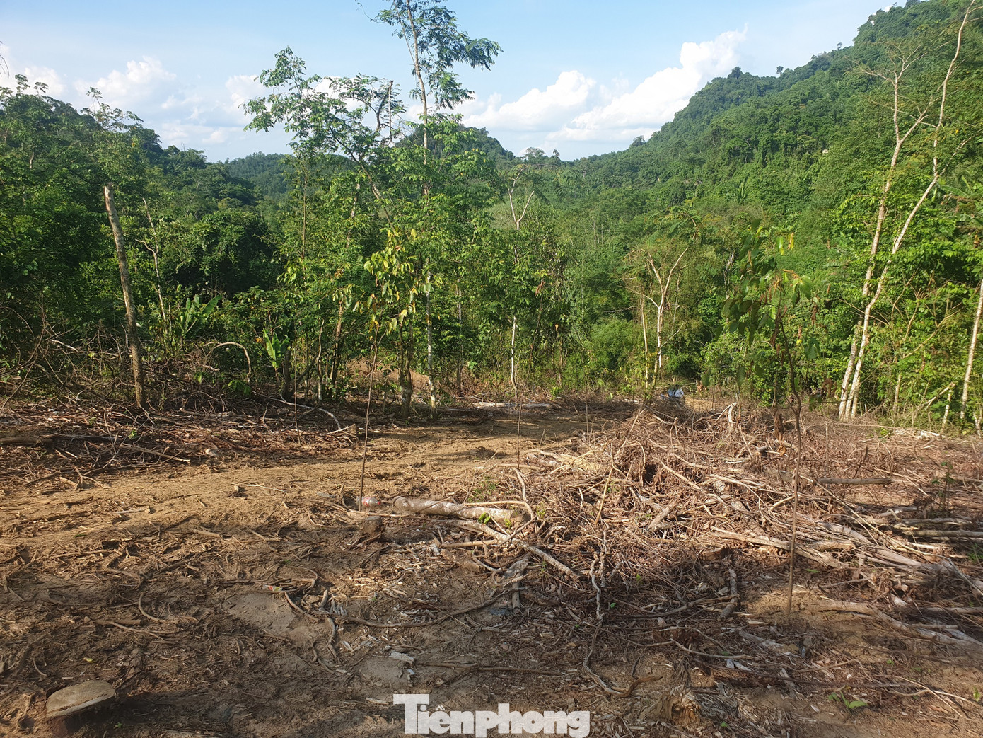 Khởi tố, bắt tạm giam hai cán bộ bán rừng phòng hộ ảnh 2