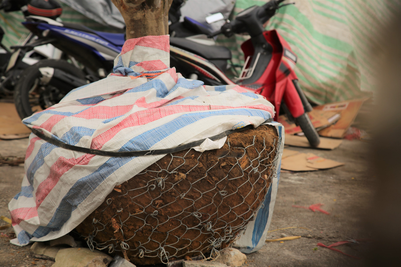 'Cụ mai 'xuống phố được trả giá trăm triệu đồng ở Hà Tĩnh ảnh 9