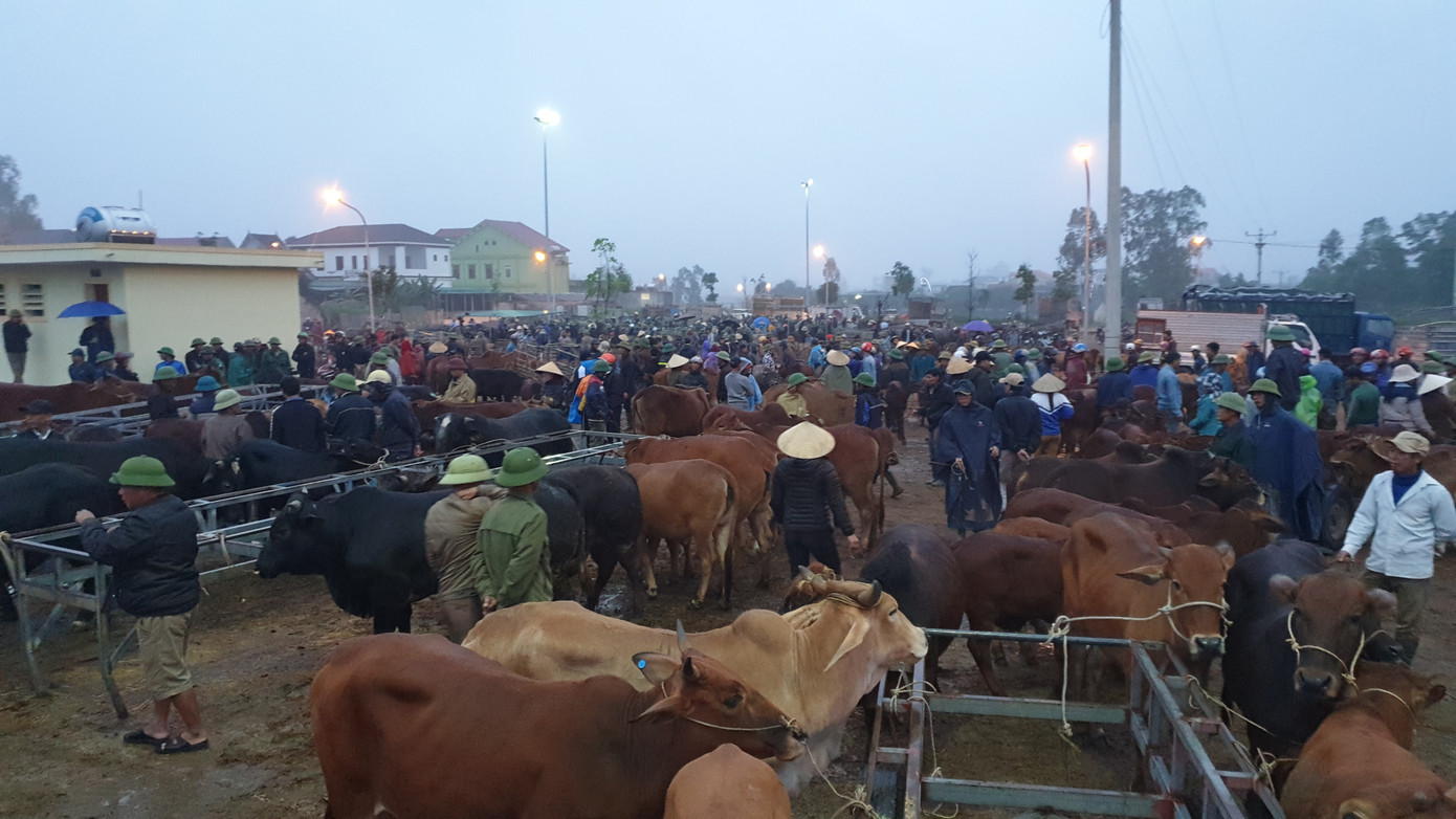 ‘Tất niên’ phiên chợ trâu bò lớn nhất Bắc Trung Bộ ảnh 11