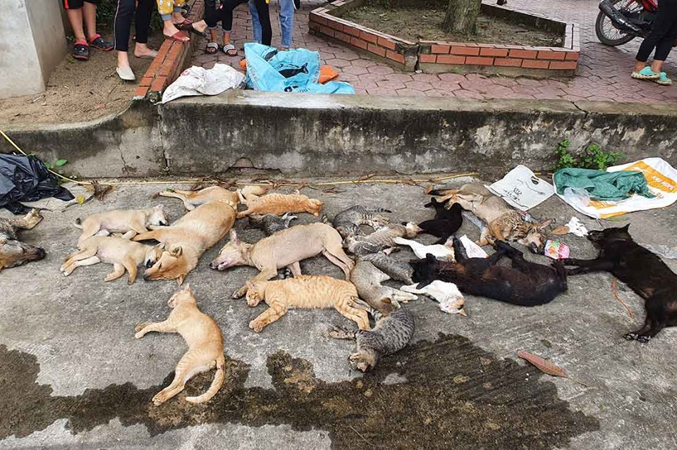 Người dân vây bắt 2 anh em ném bả đầu độc hàng loạt chó mèo ảnh 2