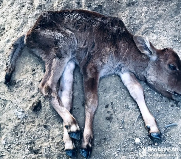 Gia súc chết, hoa màu héo úa lụi tàn sau rét đậm rét hại ở Nghệ An ảnh 1