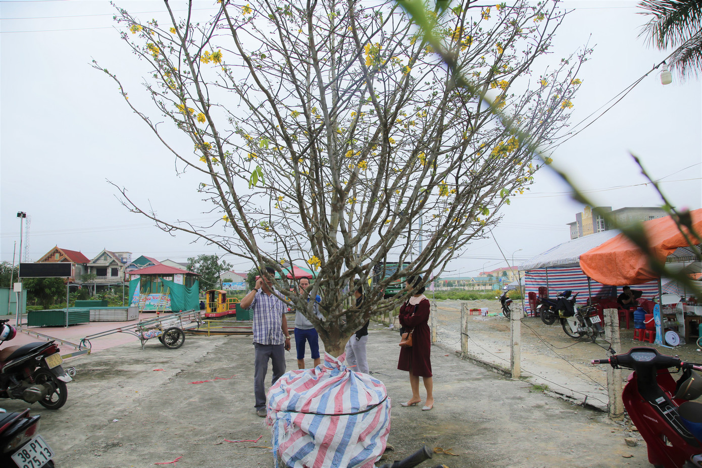 'Cụ mai 'xuống phố được trả giá trăm triệu đồng ở Hà Tĩnh ảnh 5