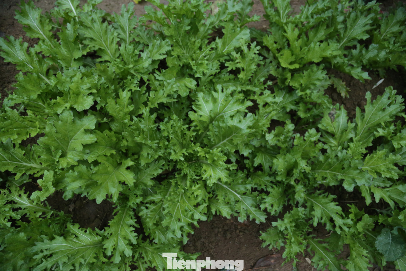 Đạp đá nhọn, đội sương khuya, bộ đội biên phòng đêm ngày tuần tra biên giới ảnh 4