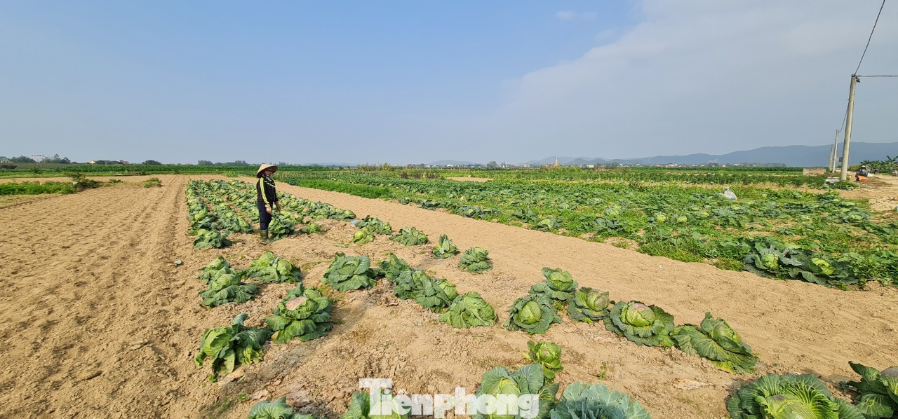 Rau ế ẩm, nông dân ngấn lệ đào bỏ làm thức ăn cho gia súc ảnh 3