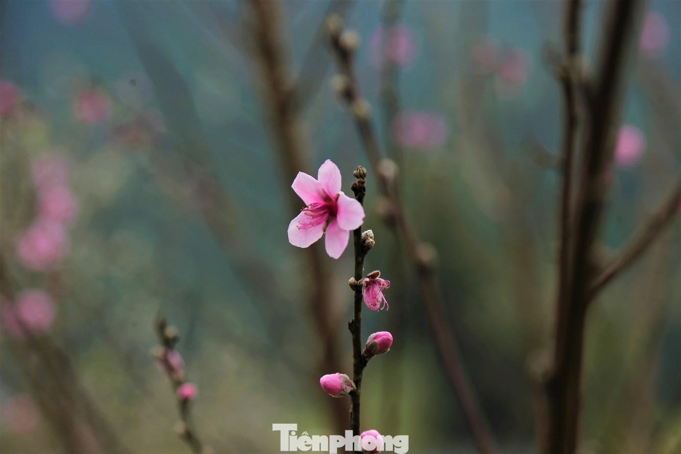 Ngắm hoa đào khoe sắc trên 'cổng trời' mù sương ảnh 5