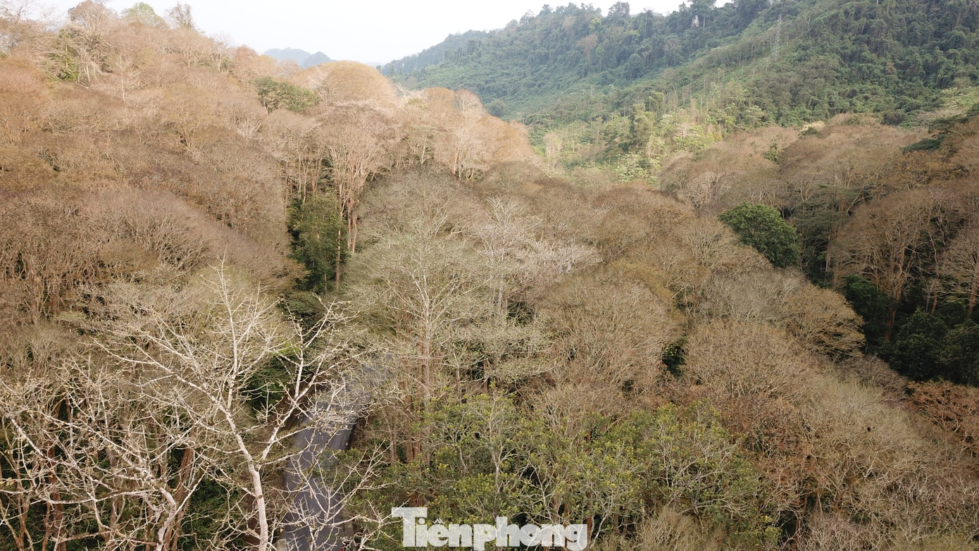 Đẹp 'hút hồn' rừng Săng lẻ nguyên sinh mùa đổ lá ảnh 9