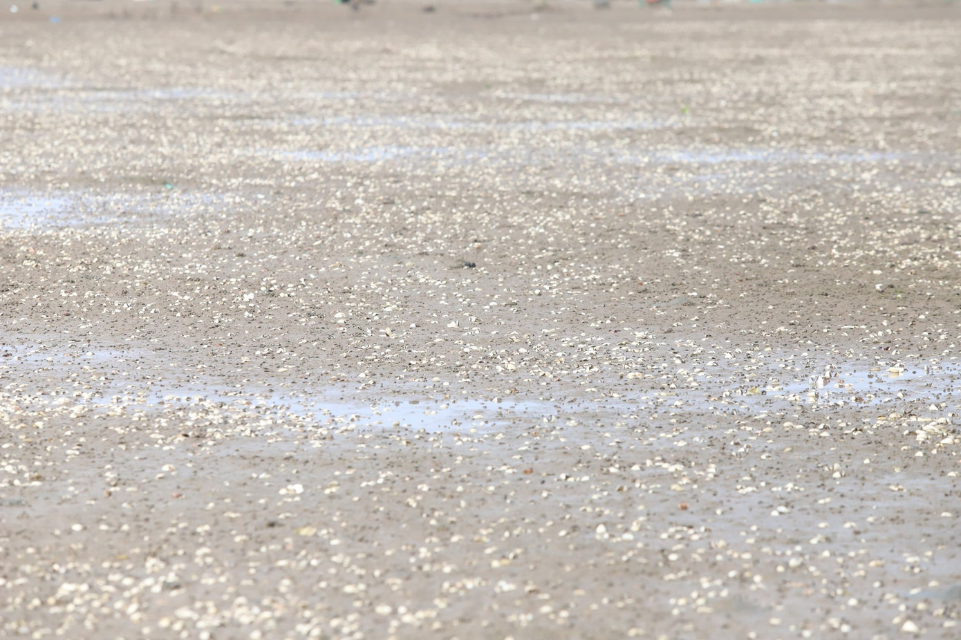 Người dân Hà Tĩnh lao đao vì ngao chết trắng đầm ảnh 10