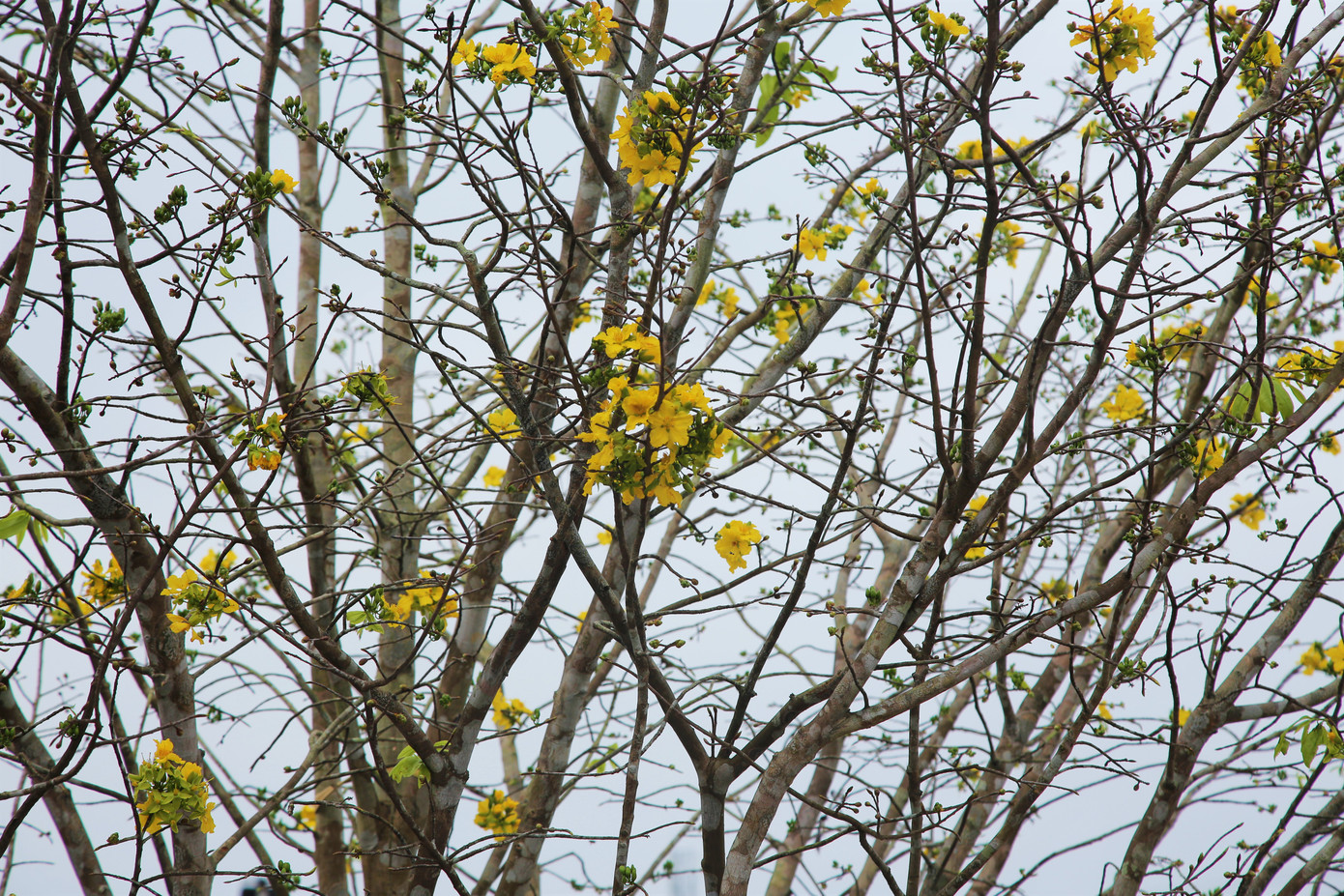 'Cụ mai 'xuống phố được trả giá trăm triệu đồng ở Hà Tĩnh ảnh 8