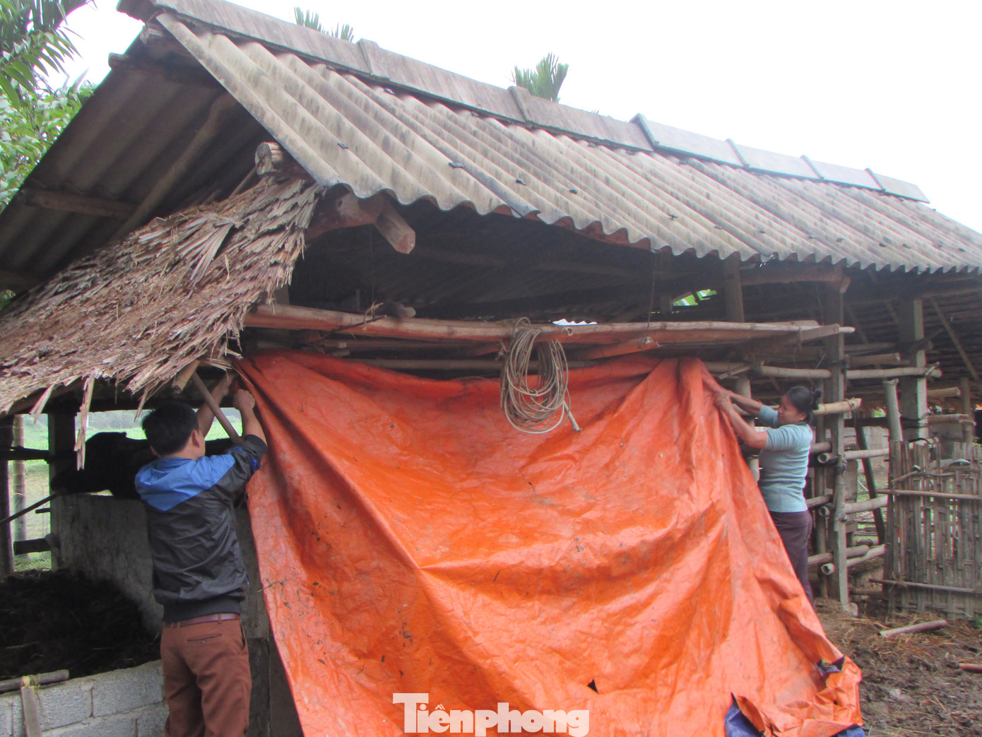 Người dân miền núi đốt lửa sưởi ấm cho trâu, bò những ngày rét đậm ảnh 1