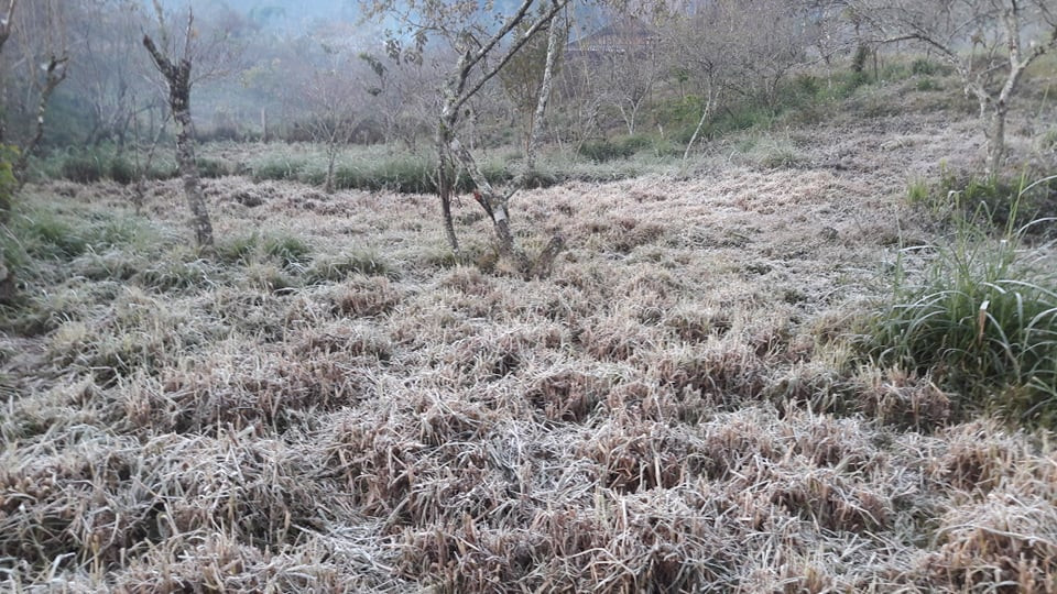 Băng giá phủ kín rừng cây bãi cỏ ở huyện biên giới Nghệ An ảnh 6