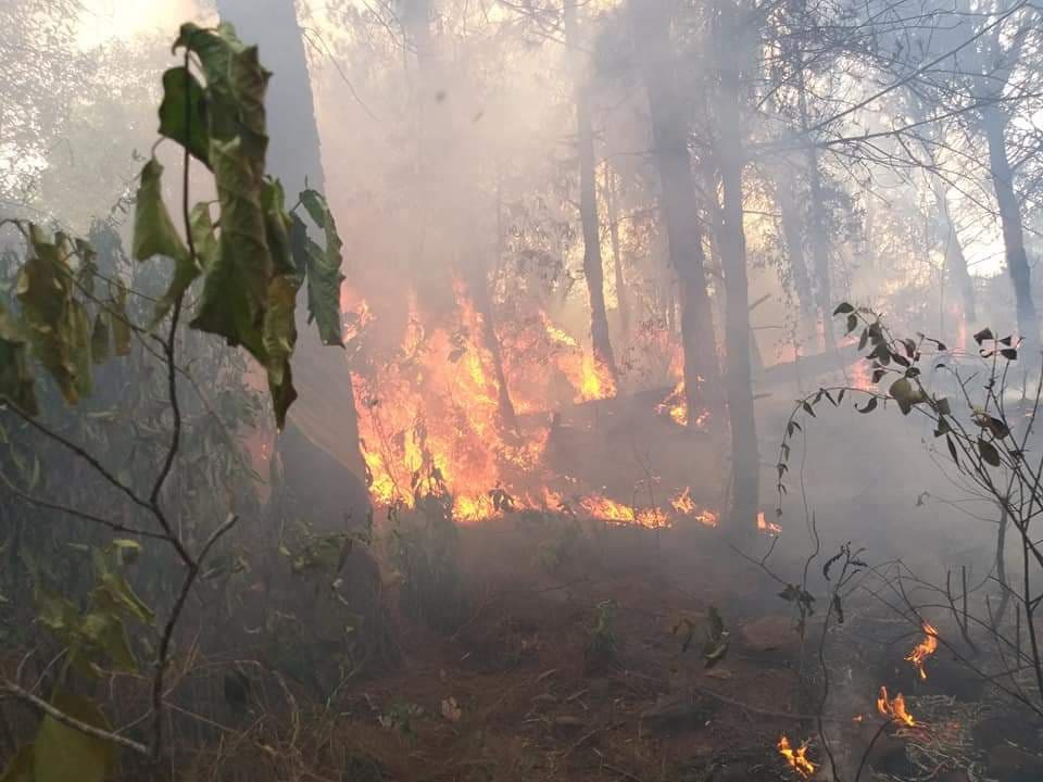 Nghệ An: Rừng cháy hừng hực, hàng nghìn người dập lửa ảnh 5
