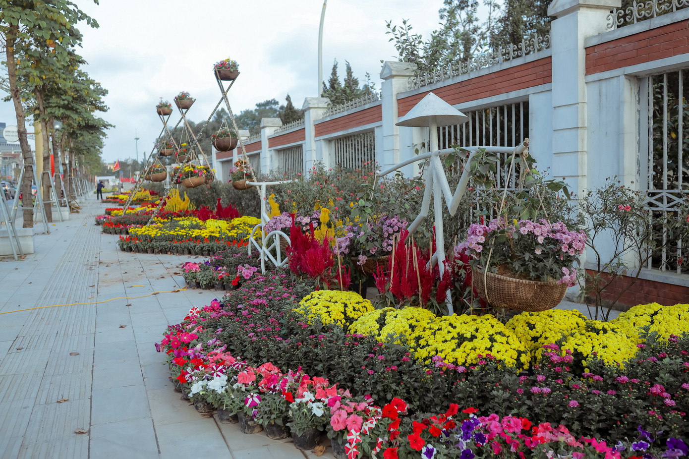 Rực rỡ sắc hoa trên phố đi bộ thành Vinh ngày giáp Tết ảnh 8