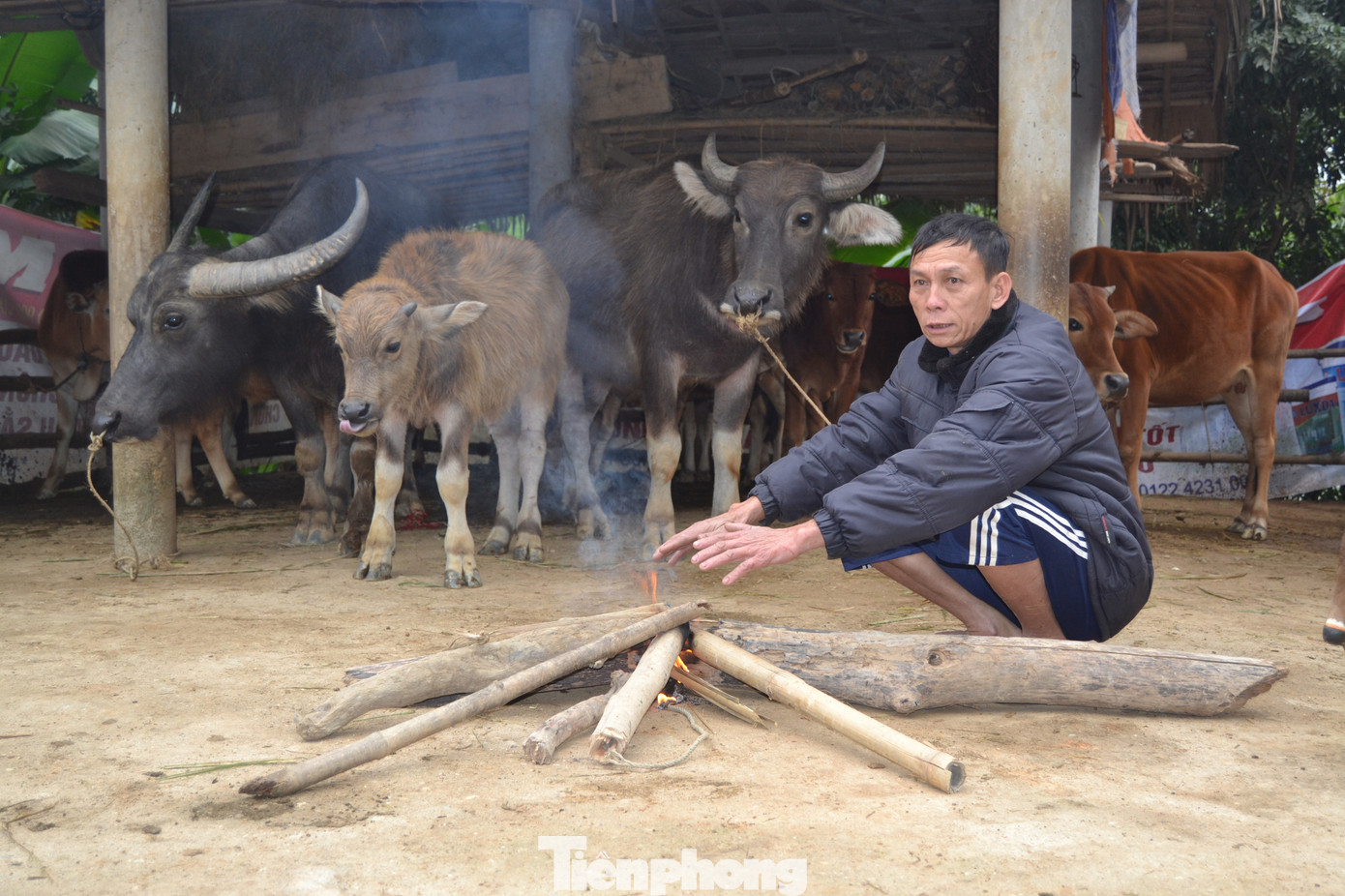 Người dân miền núi đốt lửa sưởi ấm cho trâu, bò những ngày rét đậm ảnh 2
