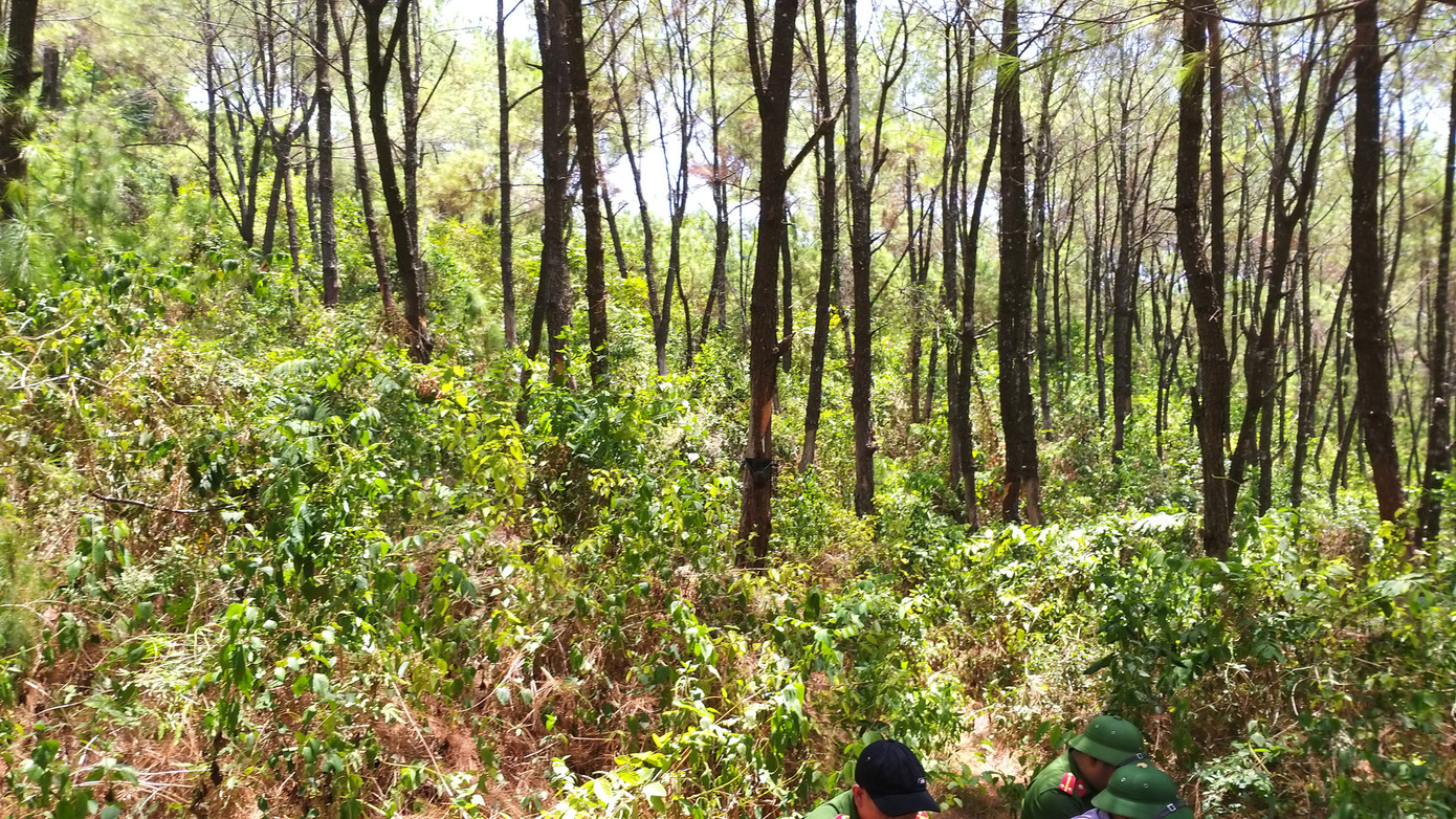 Kinh hãi phát hiện người đàn ông chết treo cổ ở đồi thông ảnh 1