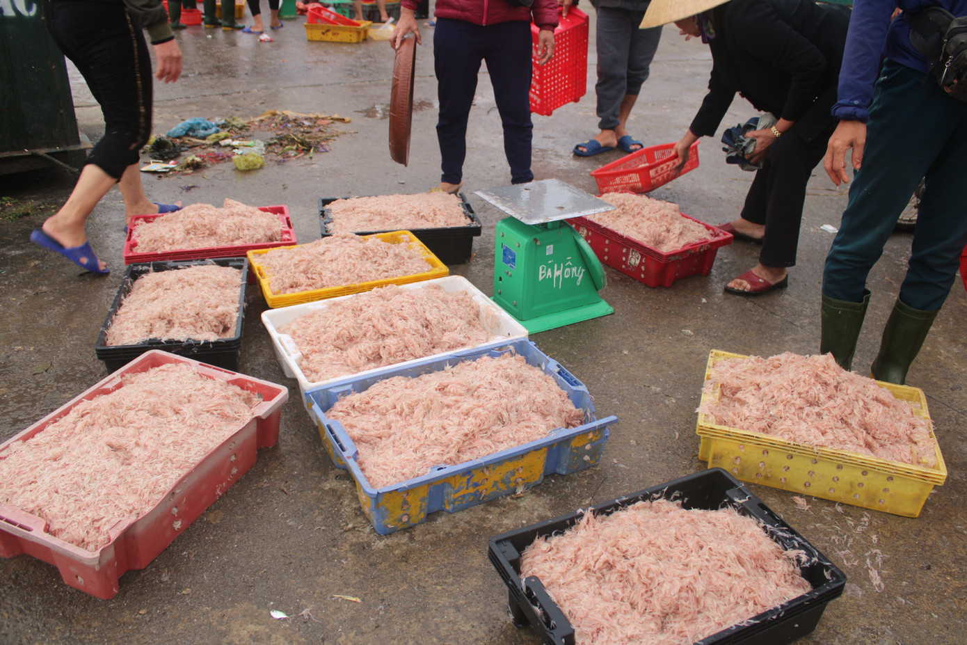 Ngư dân Hà Tĩnh hốt 'lộc trời' đầu năm, kiếm tiền triệu sau vài giờ ra khơi ảnh 9