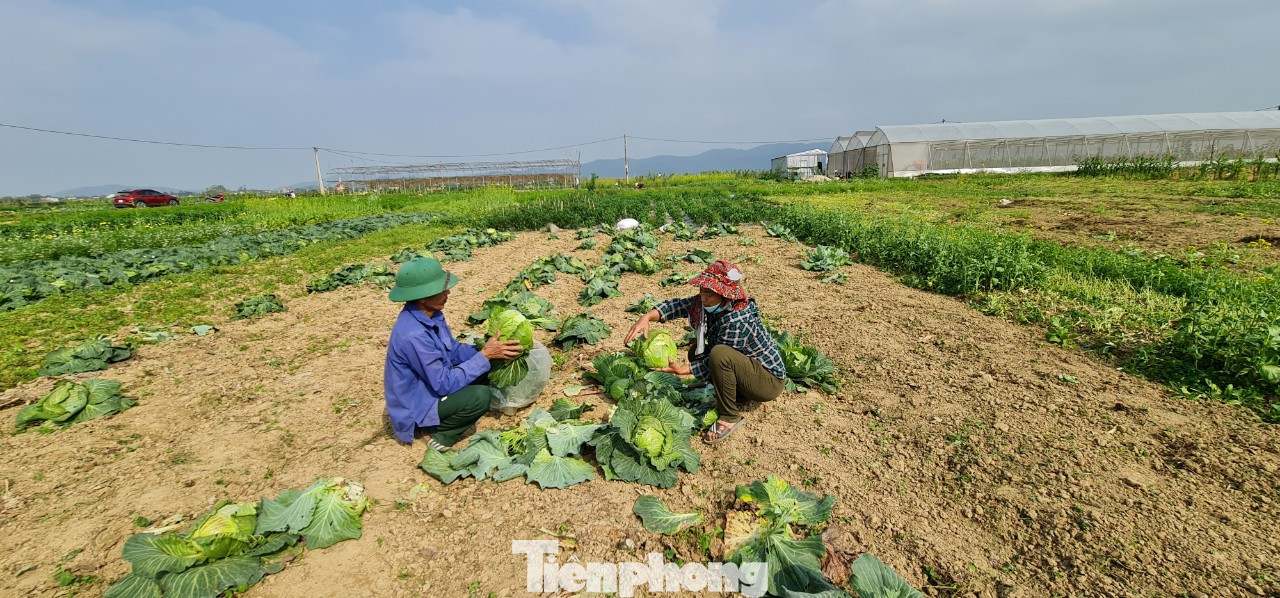 Rau ế ẩm, nông dân ngấn lệ đào bỏ làm thức ăn cho gia súc ảnh 5