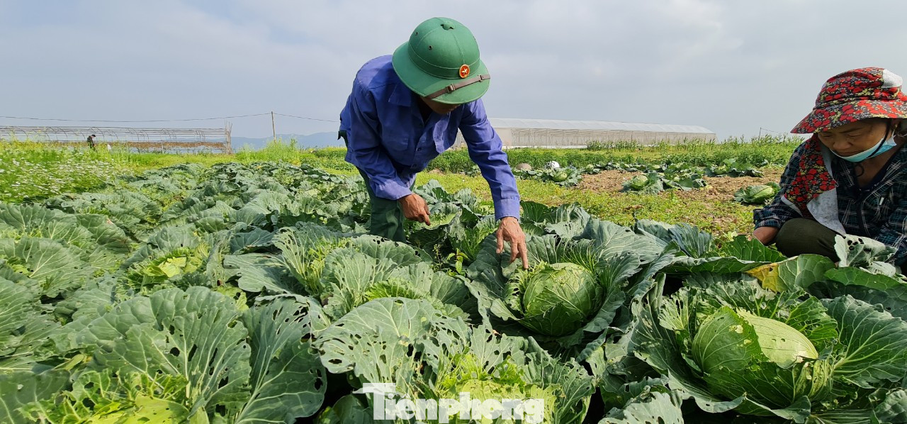 Nghệ An: Rau ế ẩm, nông dân mang về... cho bò ăn ảnh 1