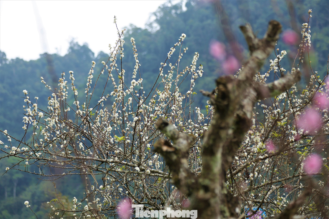 Ngắm hoa đào khoe sắc trên 'cổng trời' mù sương ảnh 8
