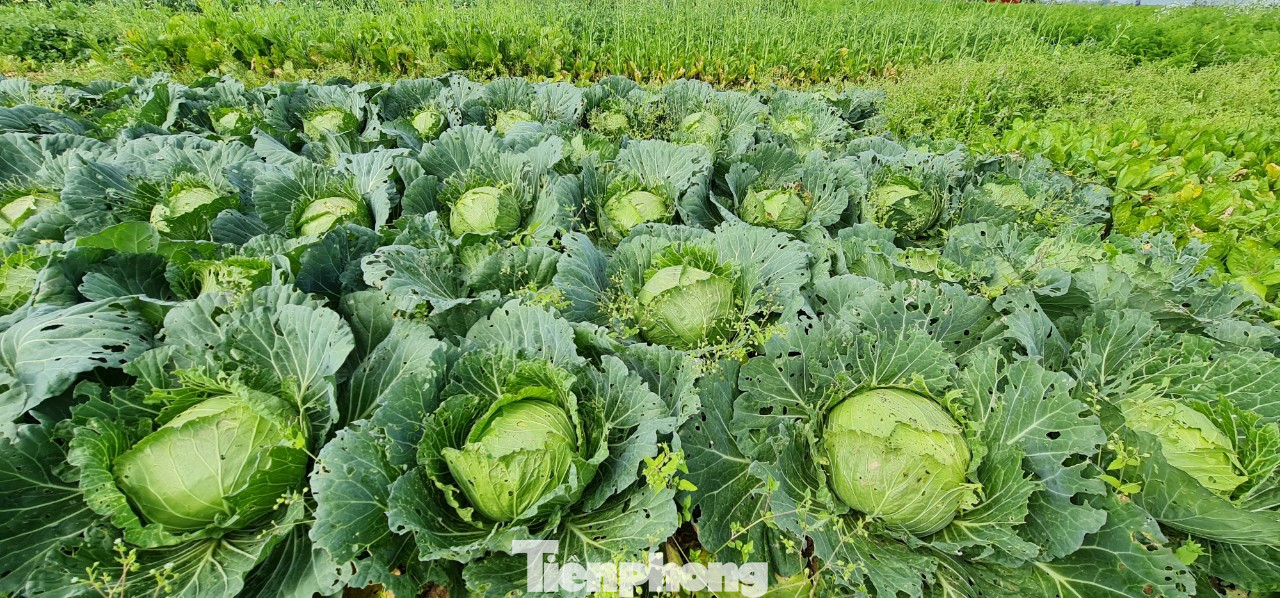 Rau ế ẩm, nông dân ngấn lệ đào bỏ làm thức ăn cho gia súc ảnh 2