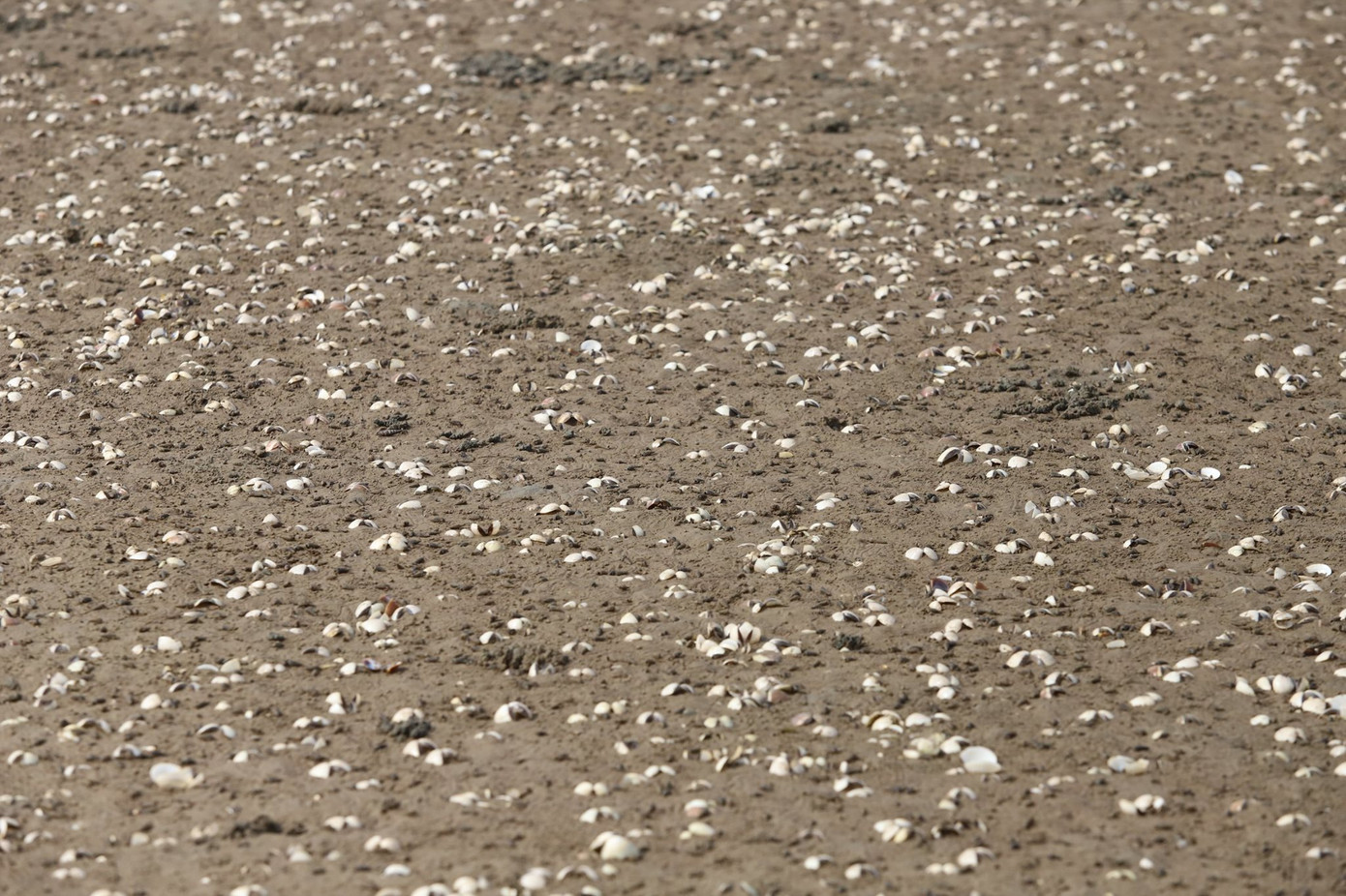 Người dân Hà Tĩnh lao đao vì ngao chết trắng đầm ảnh 3