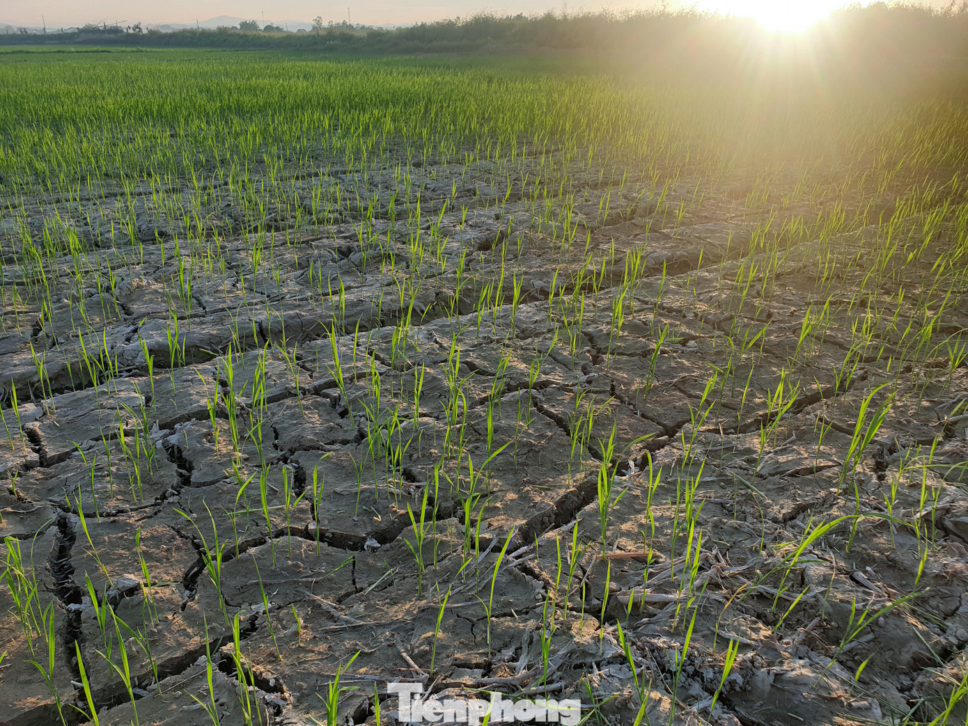 Trời 'đổ lửa', lao động sõng soài trên nền chợ đầu mối lớn nhất Bắc Trung Bộ ảnh 11