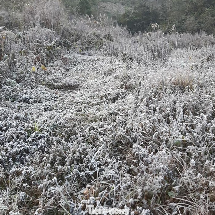 Băng giá phủ trắng xóa rừng cây ngọn cỏ ở miền núi Nghệ An ảnh 10