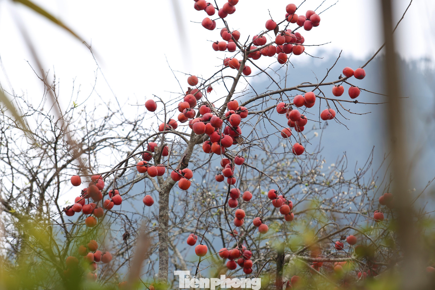 Ngắm hoa đào khoe sắc trên 'cổng trời' mù sương ảnh 12