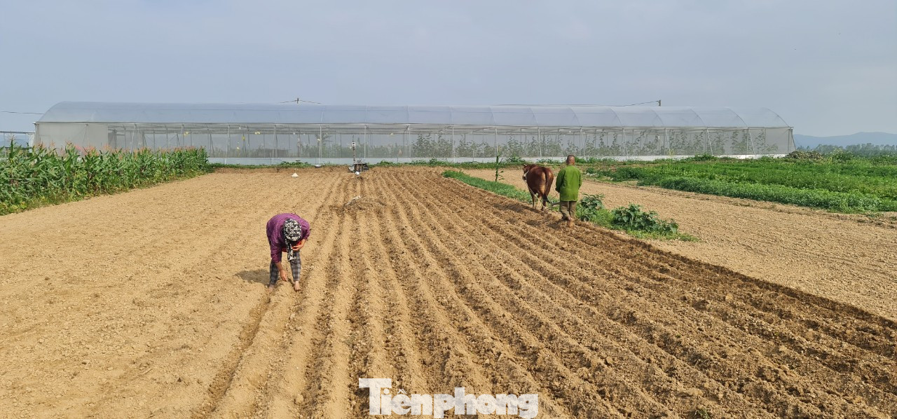 Rau ế ẩm, nông dân ngấn lệ đào bỏ làm thức ăn cho gia súc ảnh 16