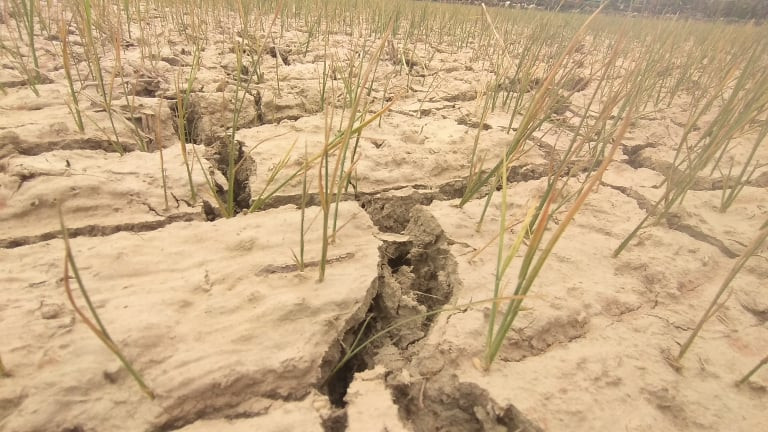 Sông ngòi cạn khô, cá chết hàng loạt, lúa non khô cháy ảnh 2