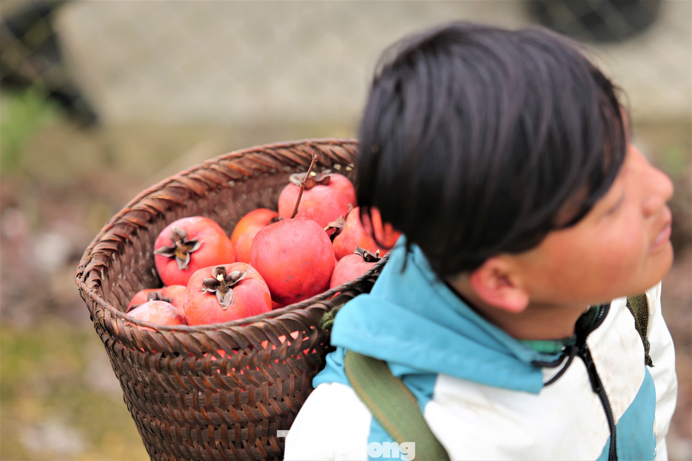 Ngắm hoa đào khoe sắc trên 'cổng trời' mù sương ảnh 16