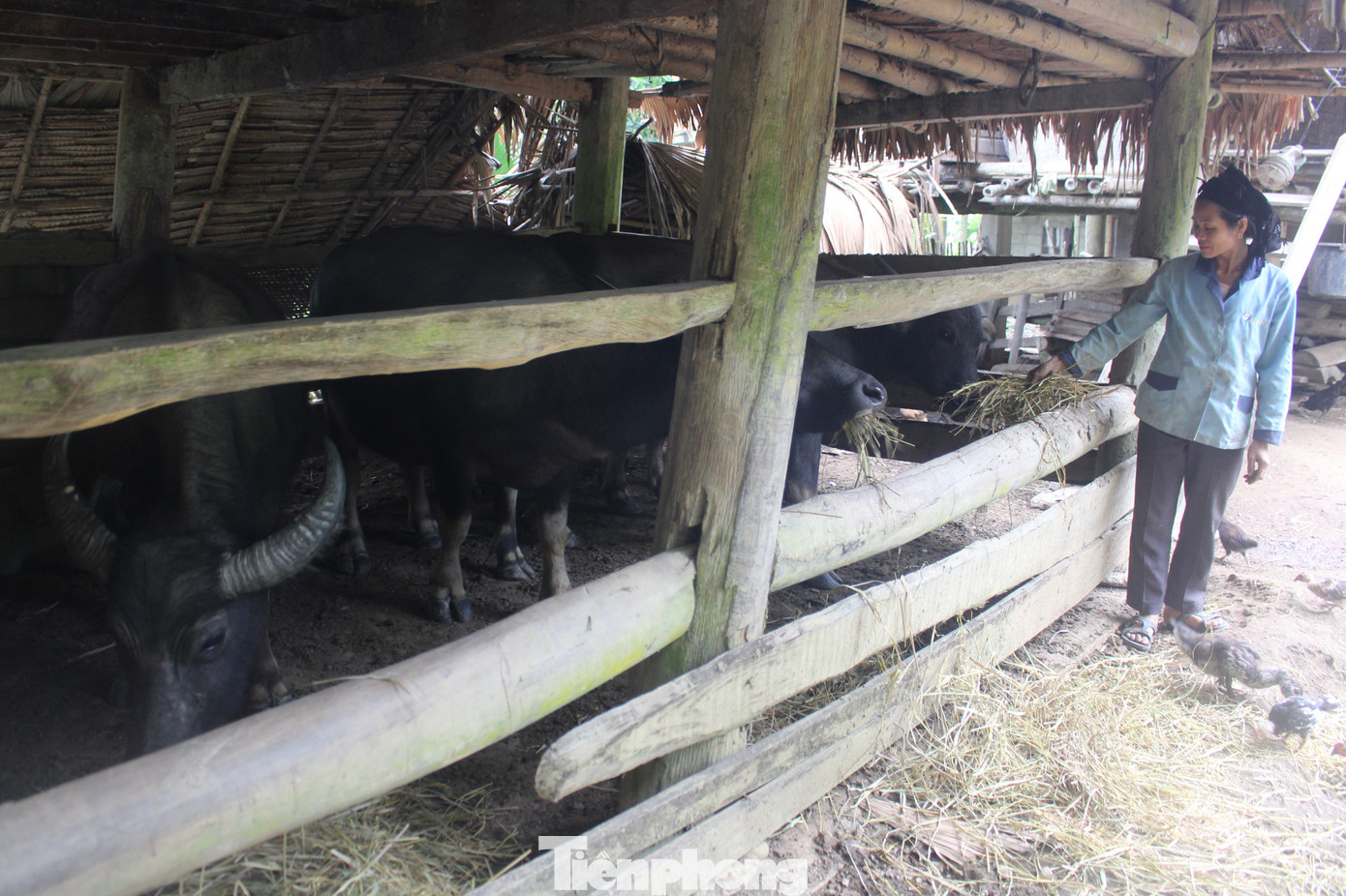 Người dân miền núi đốt lửa sưởi ấm cho trâu, bò những ngày rét đậm ảnh 7