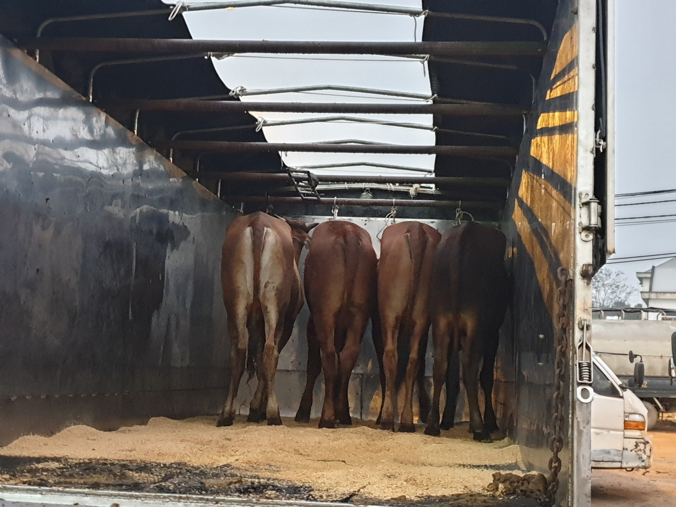 ‘Tất niên’ phiên chợ trâu bò lớn nhất Bắc Trung Bộ ảnh 9