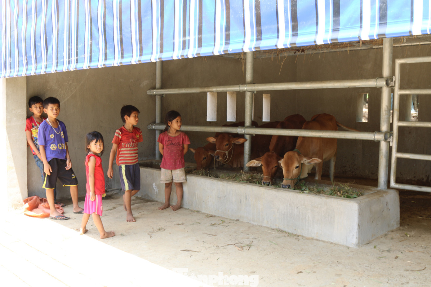 Chi tiết kỹ thuật và đơn giá của 67 chuồng bò 'hạng sang' tại Nghệ An ảnh 4