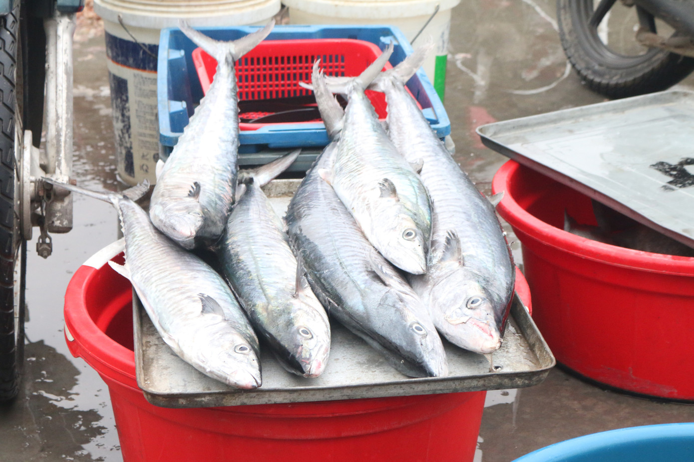 Nhịp sống nơi cảng cá bình yên mỗi chuyến thuyền về cập bến ảnh 7