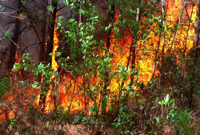 600 người nỗ lực dập lửa cứu rừng cháy lớn ở Nghệ An ảnh 1