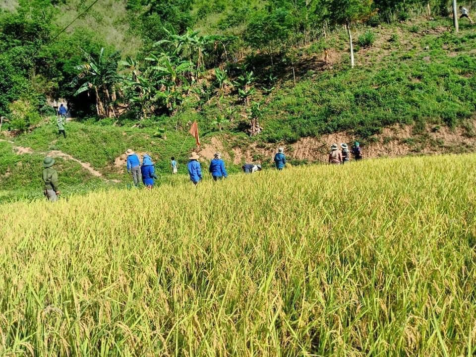 Áo xanh tình nguyện vùng biên giới gặt lúa giúp dân giữa trời 'đổ lửa' ảnh 3