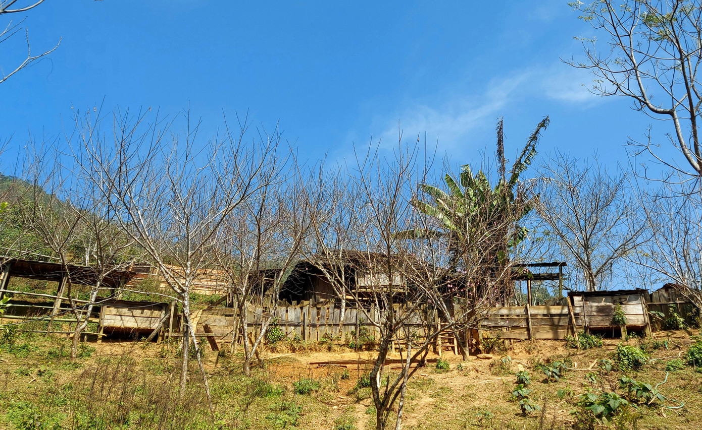 Nghệ An không có đào rừng, người dân thoải mái buôn bán ảnh 1