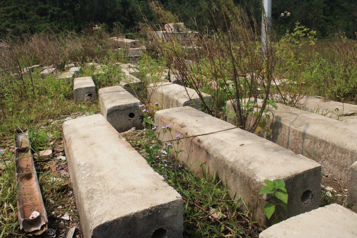 Nhếch nhác tượng đài hơn 40 tỷ bỏ hoang thành nơi chăn thả bò ảnh 11