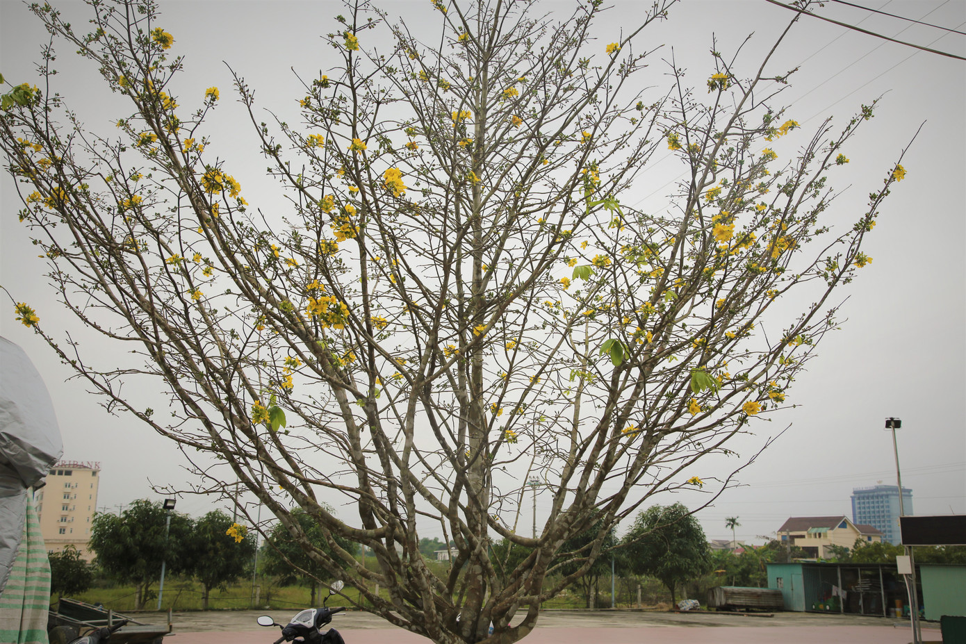 'Cụ mai 'xuống phố được trả giá trăm triệu đồng ở Hà Tĩnh ảnh 7