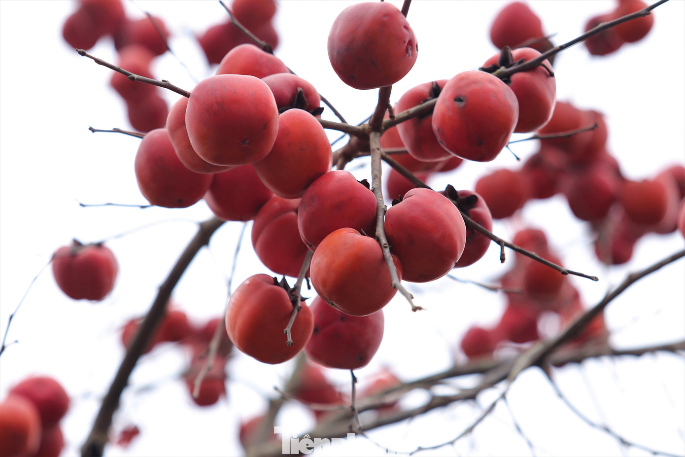 Ngắm hoa đào khoe sắc trên 'cổng trời' mù sương ảnh 13