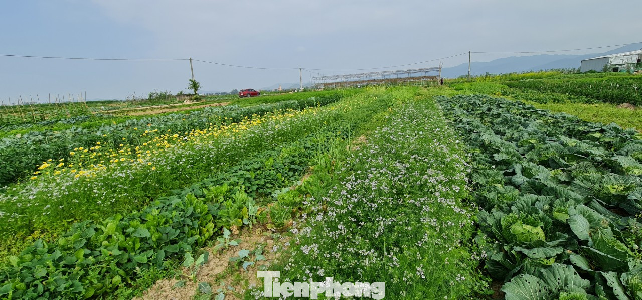 Rau ế ẩm, nông dân ngấn lệ đào bỏ làm thức ăn cho gia súc ảnh 1