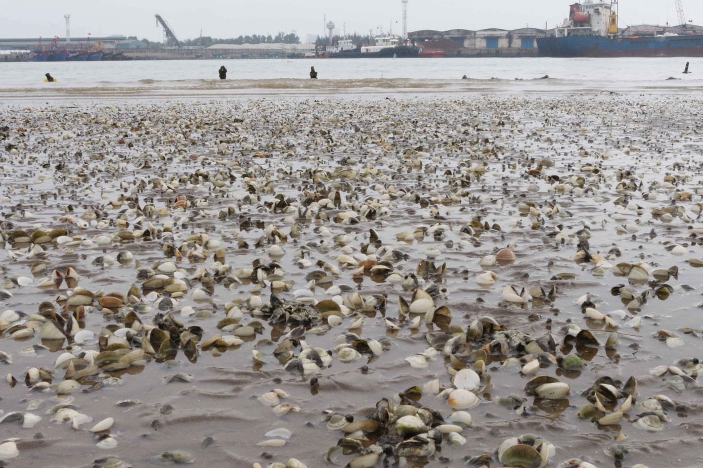 Ngao chết trắng bãi bất thường, nhiều hộ dân lâm cảnh khó khăn ảnh 1