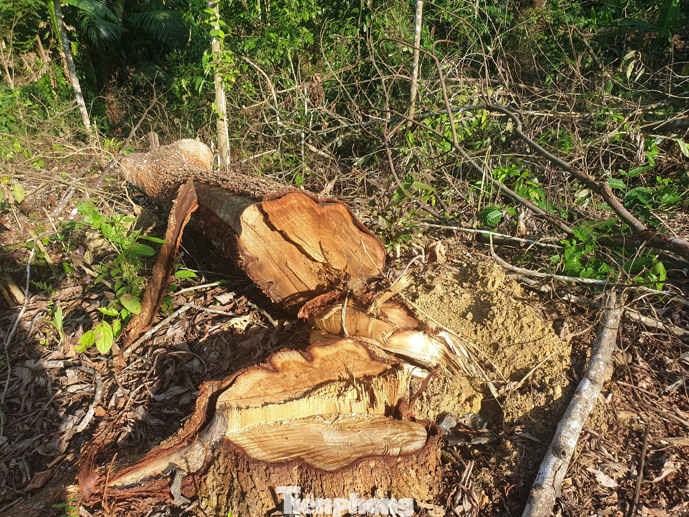 Khởi tố, bắt tạm giam hai cán bộ bán rừng phòng hộ ảnh 3